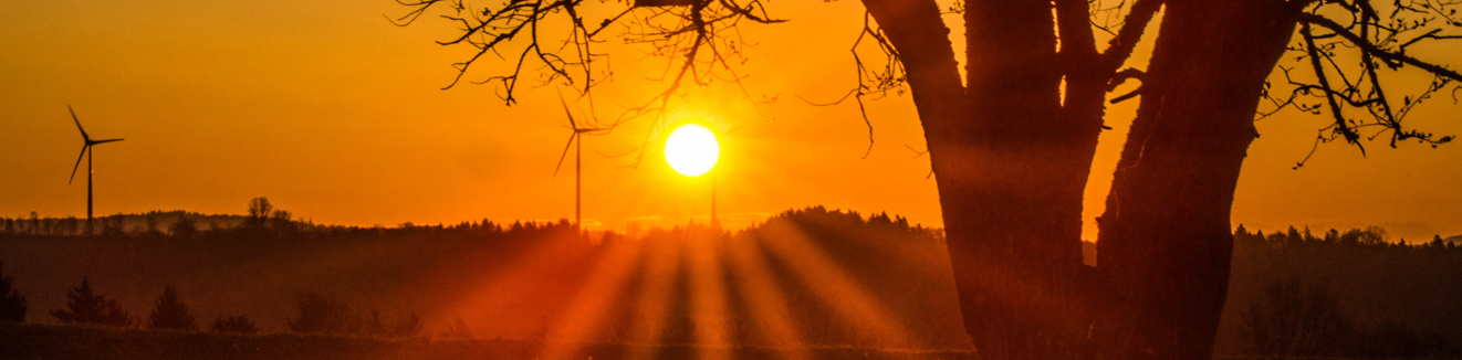 neumarkt sonne mit baum suess